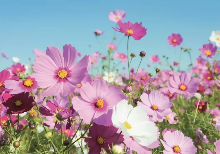 Blossomingbeyond Breastcancerfund 768x503 6581a2da84726